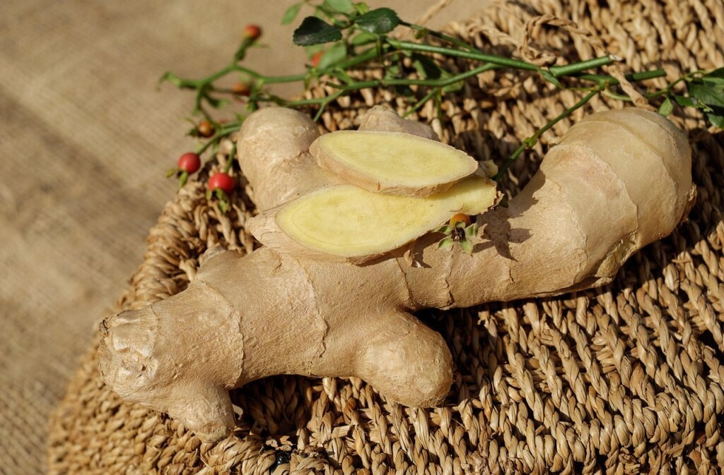 healthy white plant roots after repotting