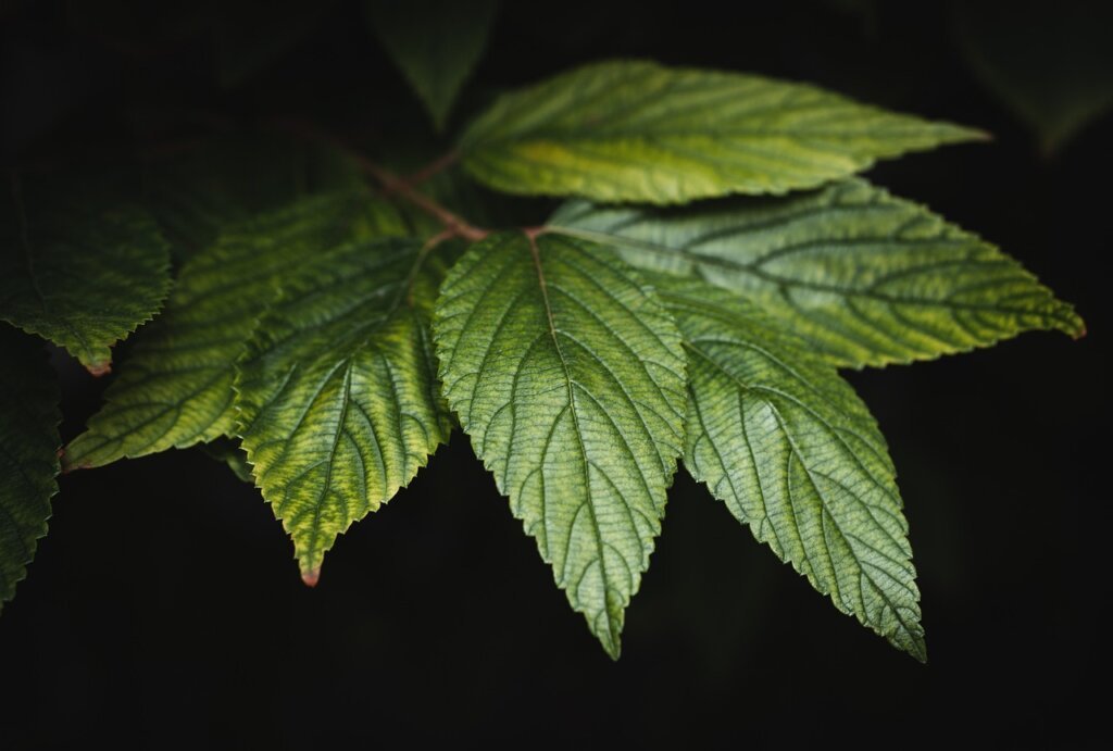 overwatered plant yellowing leaves close-up