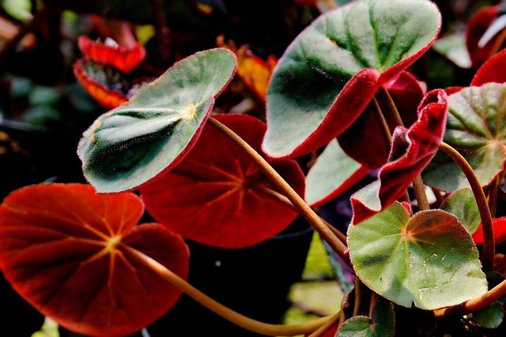 plant recovery process indoor shade environment