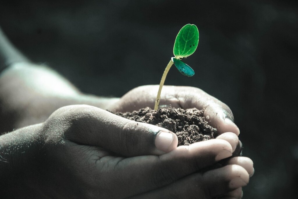 repotting plant with fresh soil and drainage layer