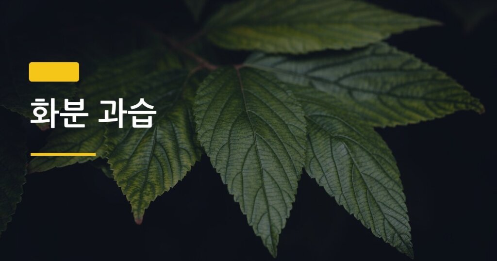 화분 과습, 이 신호 3가지 놓치면 뿌리가 이미 썩어있다