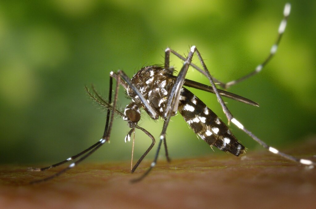 chemical vs natural mosquito repellent comparison on white background