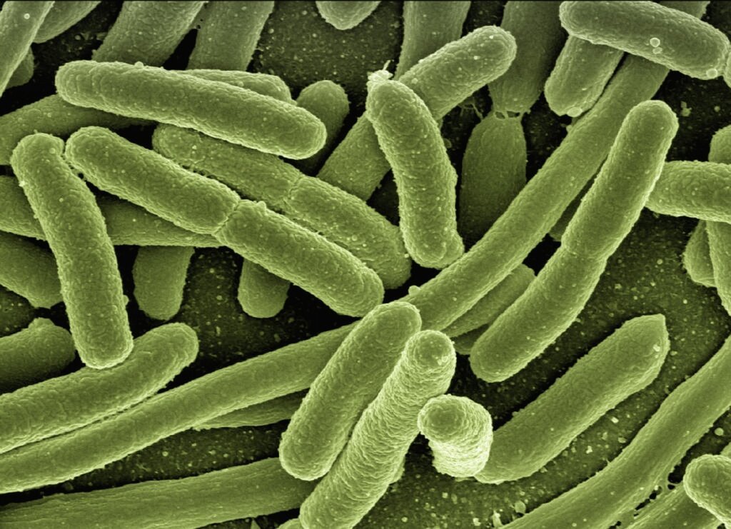 towel fiber bacteria microscope closeup