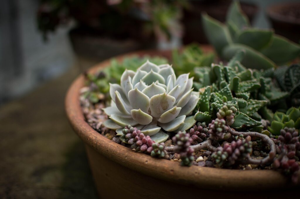 repotting houseplant with fresh soil and new pot