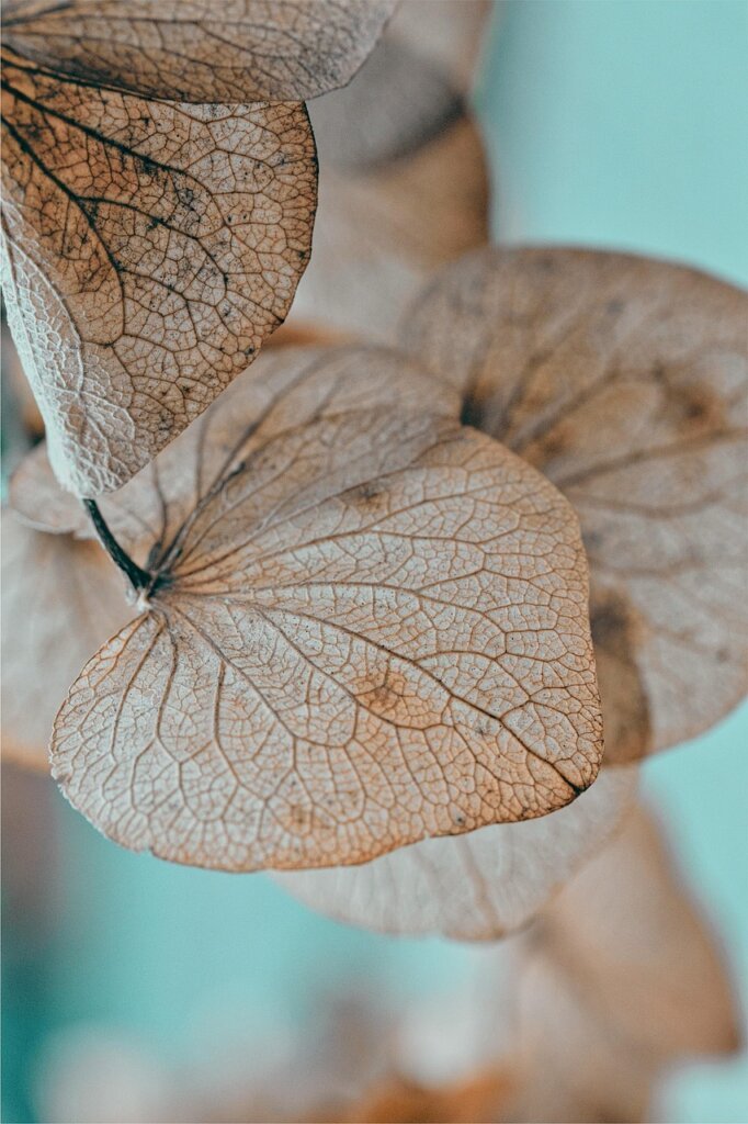 underwatered plant with curling dry leaf tips