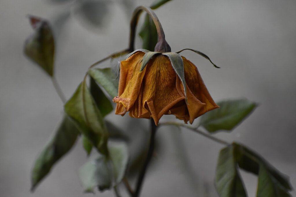 wilted vegetables in crisper drawer