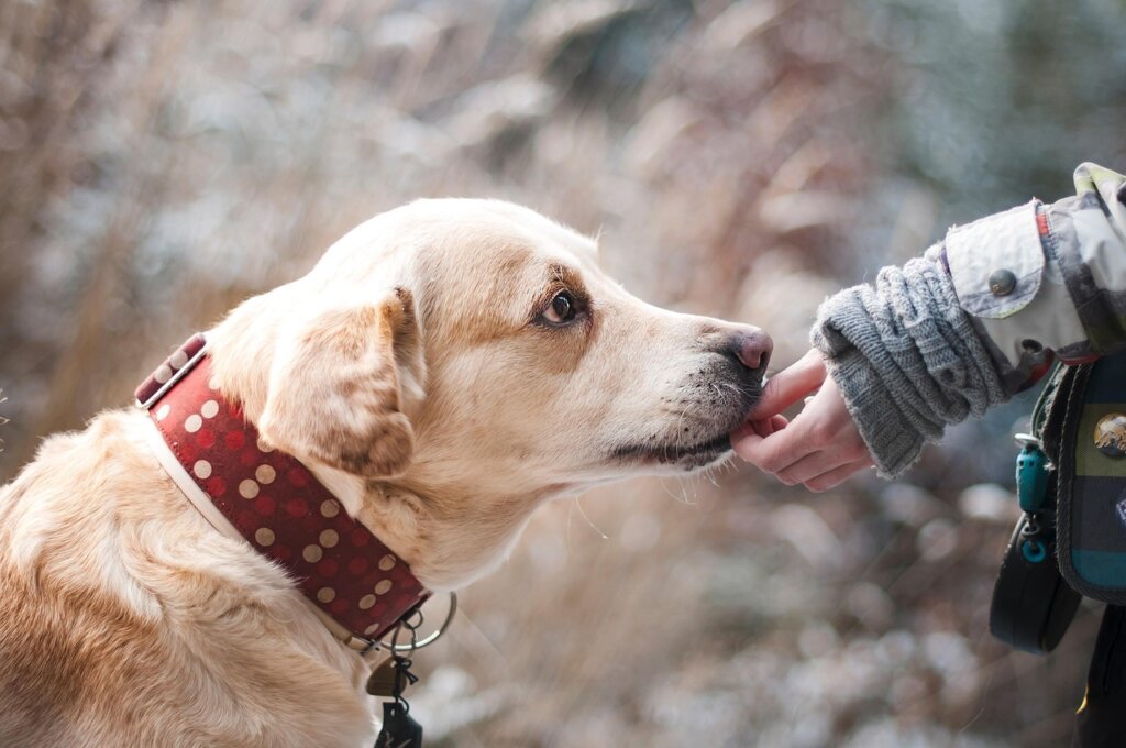 dog paw anatomy sweat glands diagram