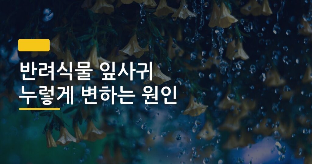 반려식물 잎사귀 누렇게 변하는 원인, 원인별 해결법 5가지 한 번에 정리