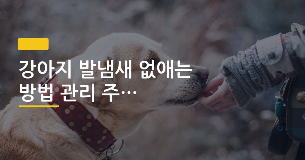 강아지 발냄새 없애는 방법 관리 주기 포함 정리