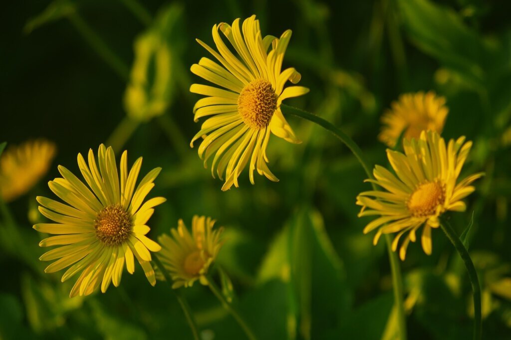 chamomile flower apigenin molecular structure diagram